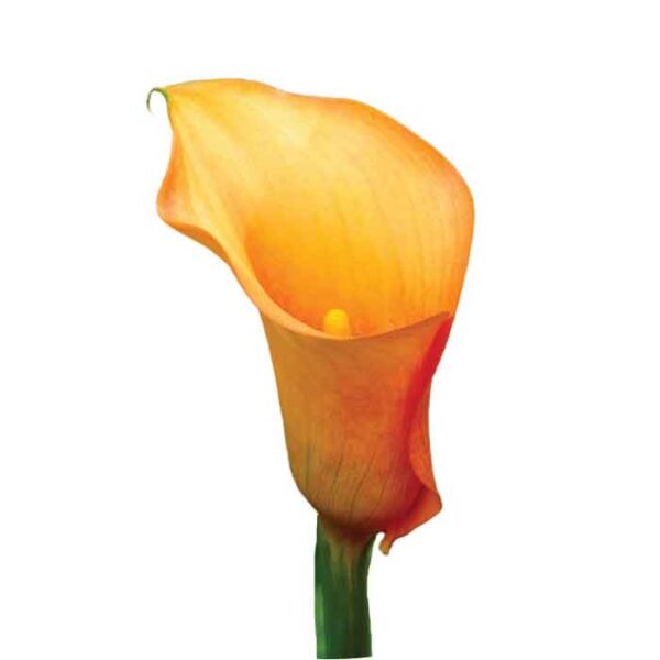EUROPALMS Mini Calla Fiore Finto | Giallo E Arancio, Altezza 43 Cm, Decorazione Floreale