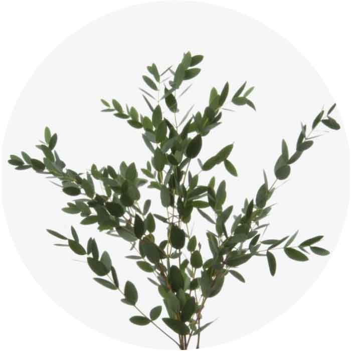 eucalyptus-parvifolia