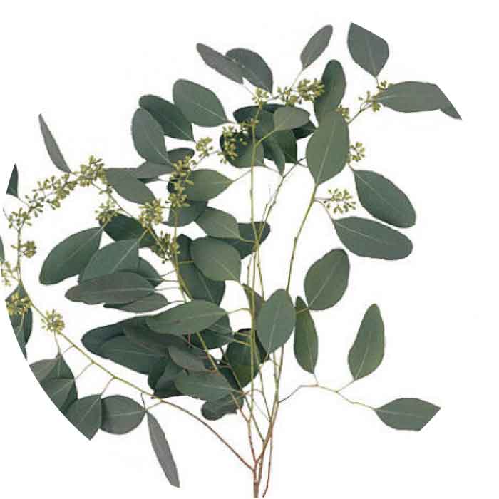 eucalyptus-seeded