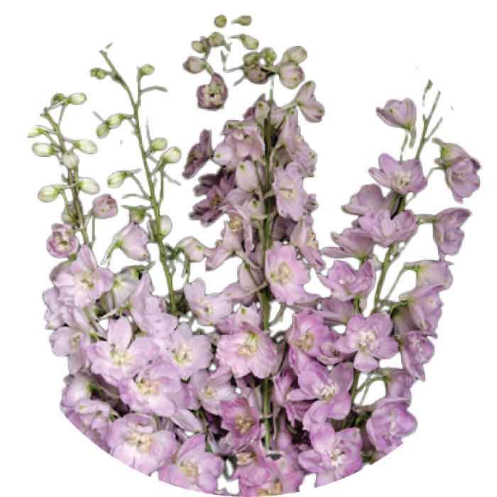 elatum-lavender
