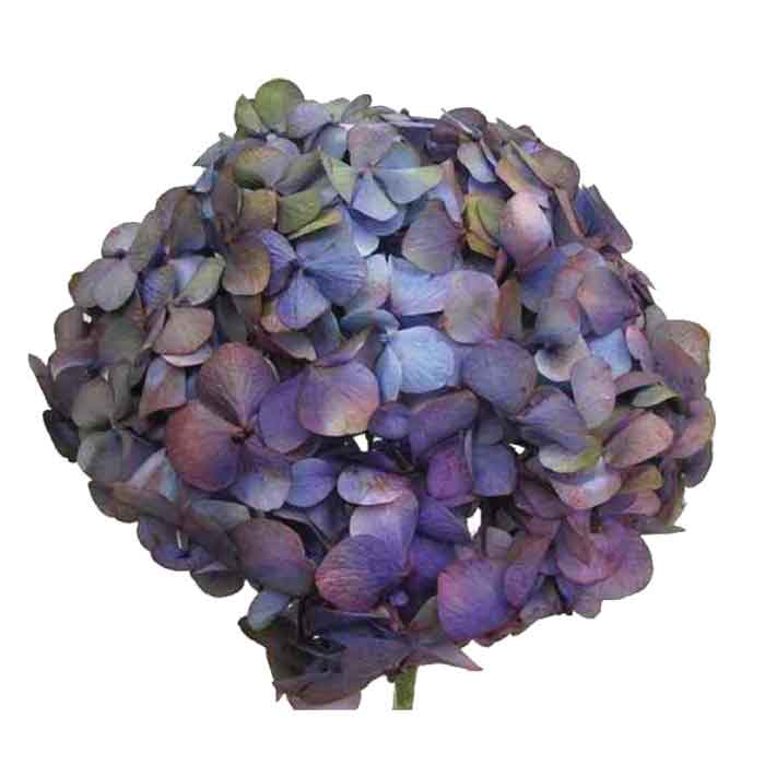 purple-antique