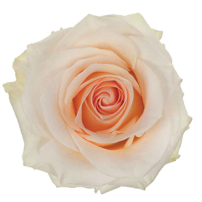 rose-blush-pastella