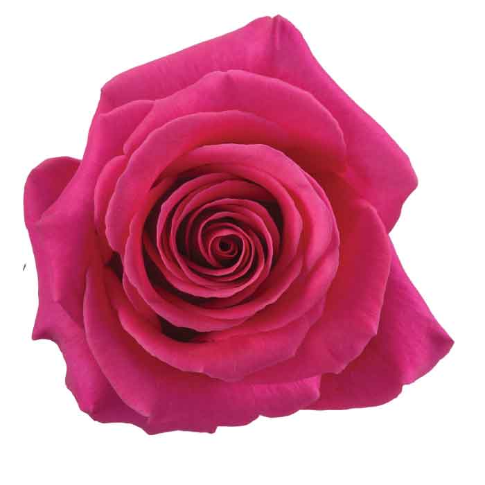 rose-pink-floyd