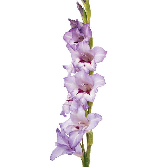 gladiolus-lavender
