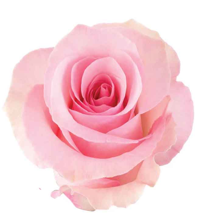 rose-blush-christa