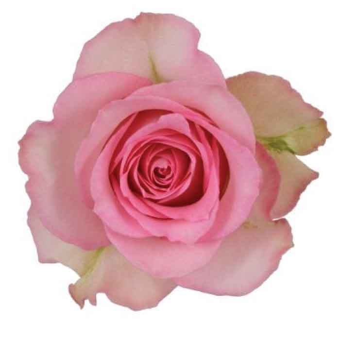 rose-sweet-unique