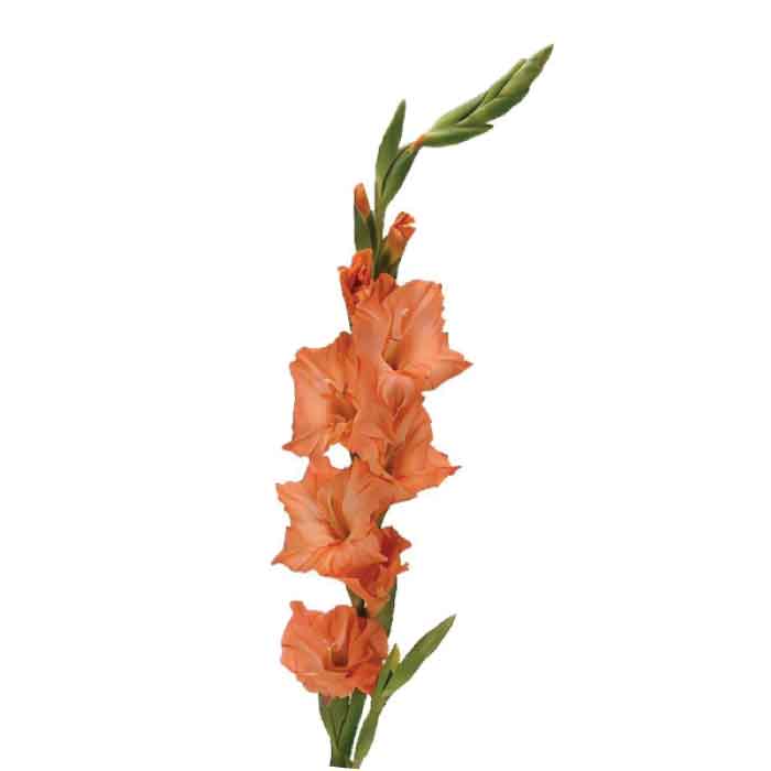 gladiolus-orange
