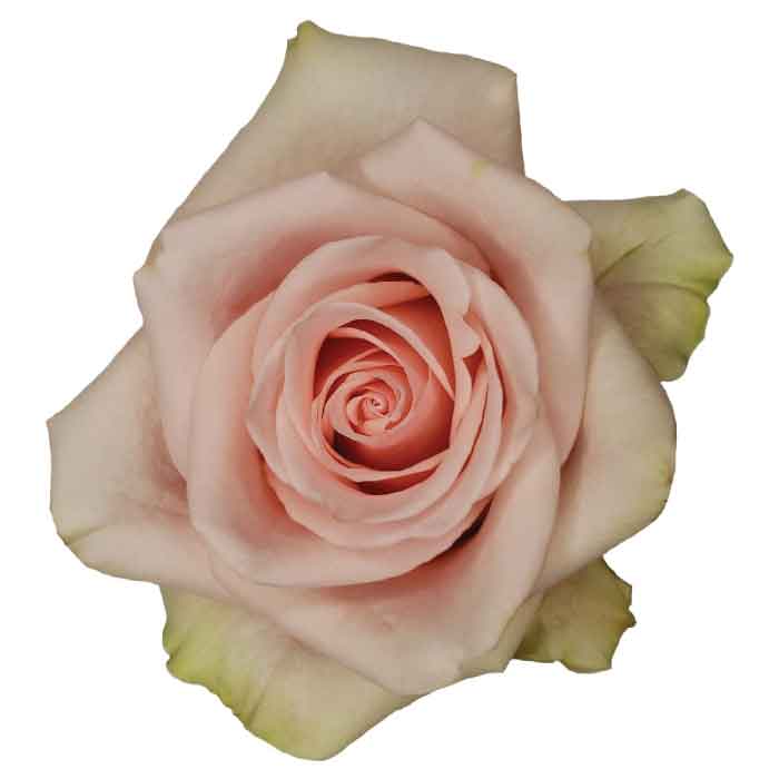 rose-salma