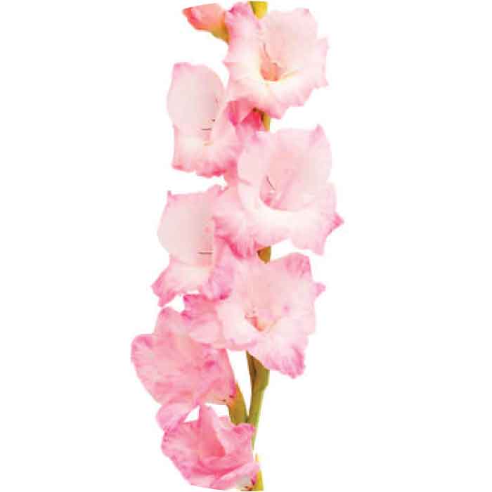 gladiolus-pink