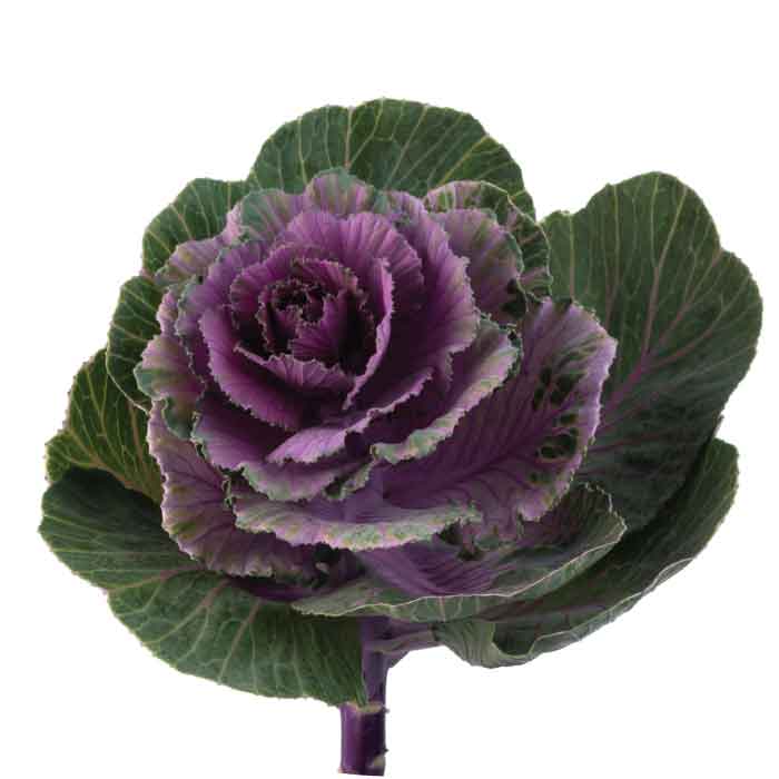 brassica-purple
