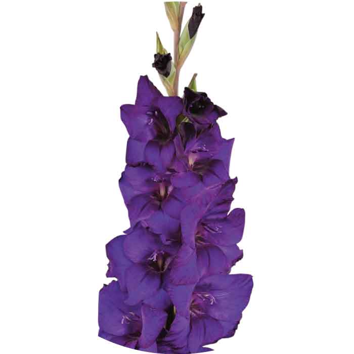 gladiolus-purple