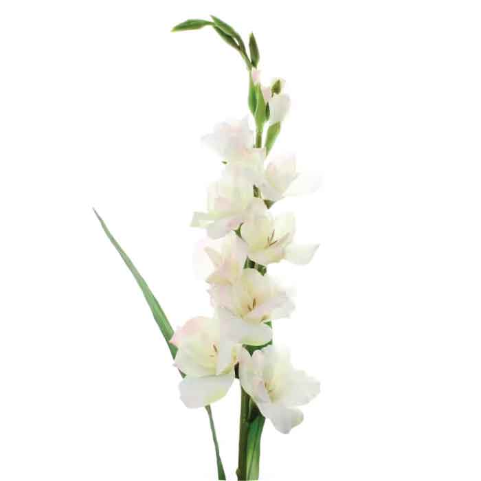 gladiolus-white