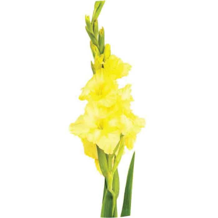 gladiolus-yellow