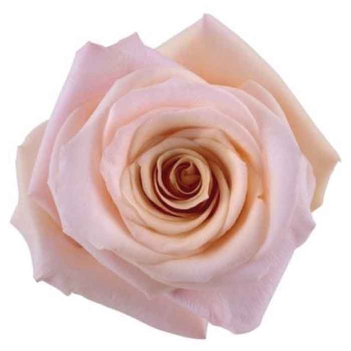 rose-blush-mother-of-pearl