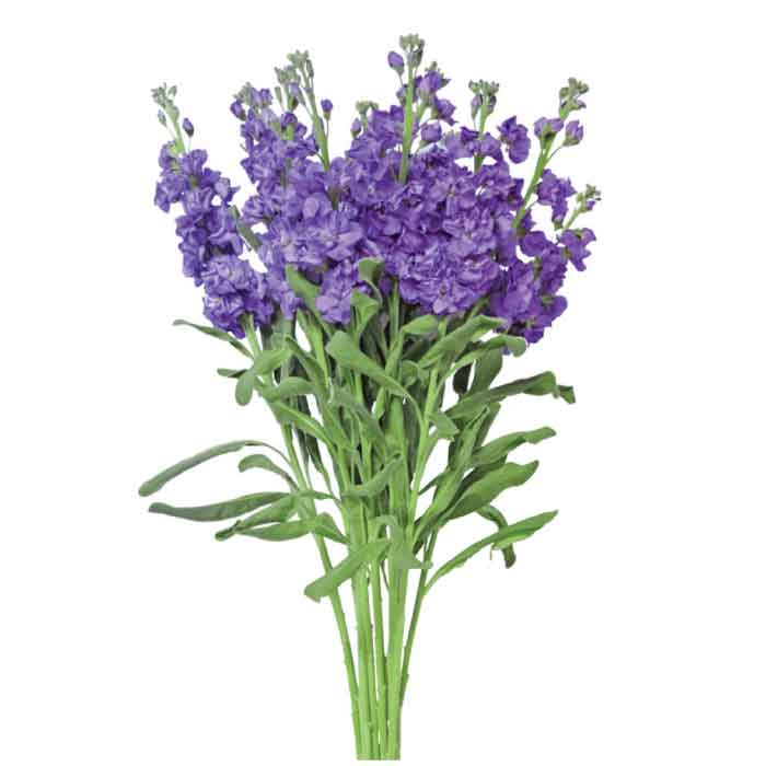 mathiola-lavender