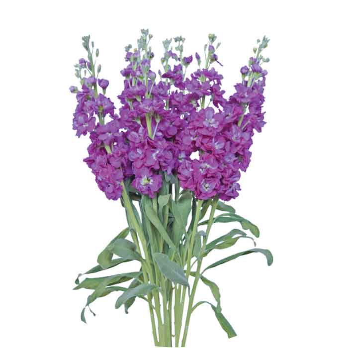 mathiola-purple