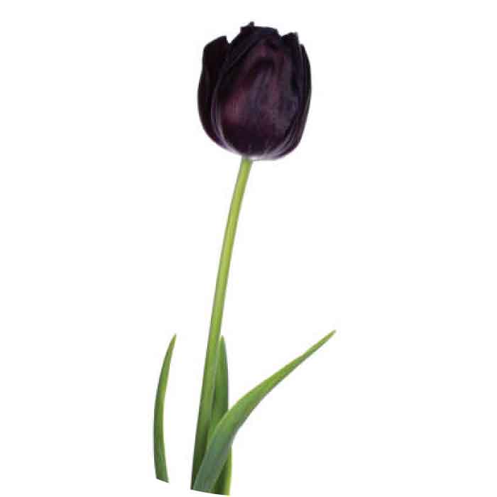 tulip-black
