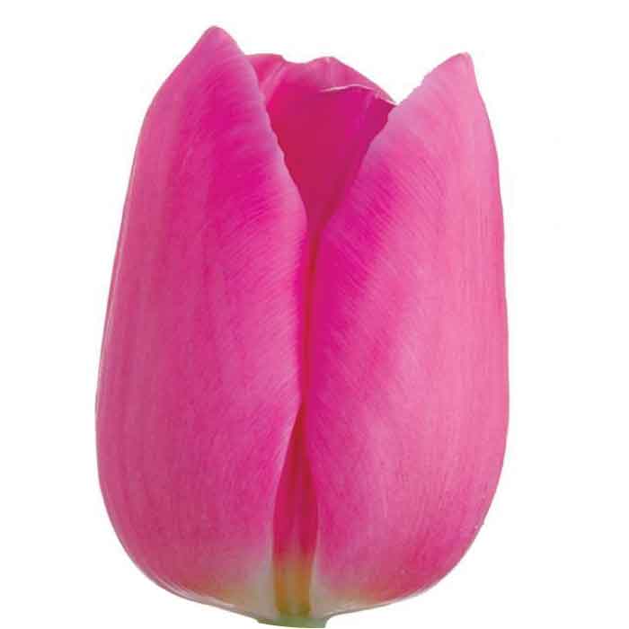 tulip-hot-pink