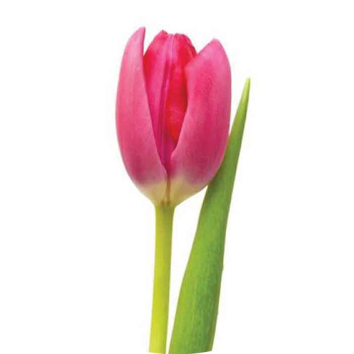 tulip-hot-pink