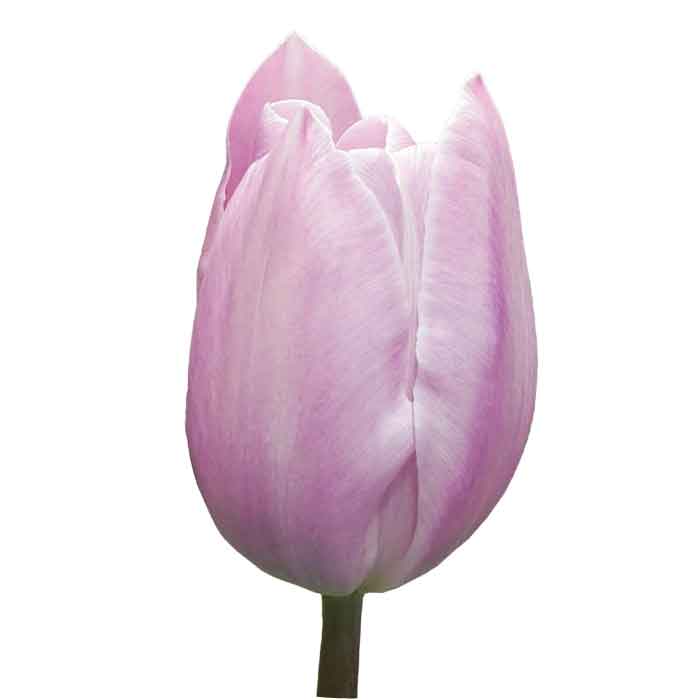 tulip-lavender