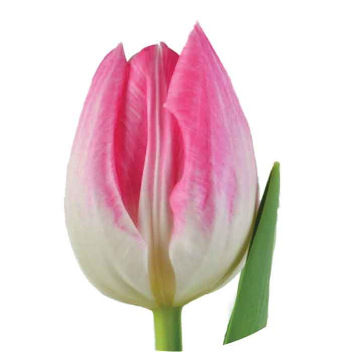 tulip-light-pink