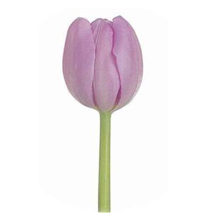 tulip-lavender