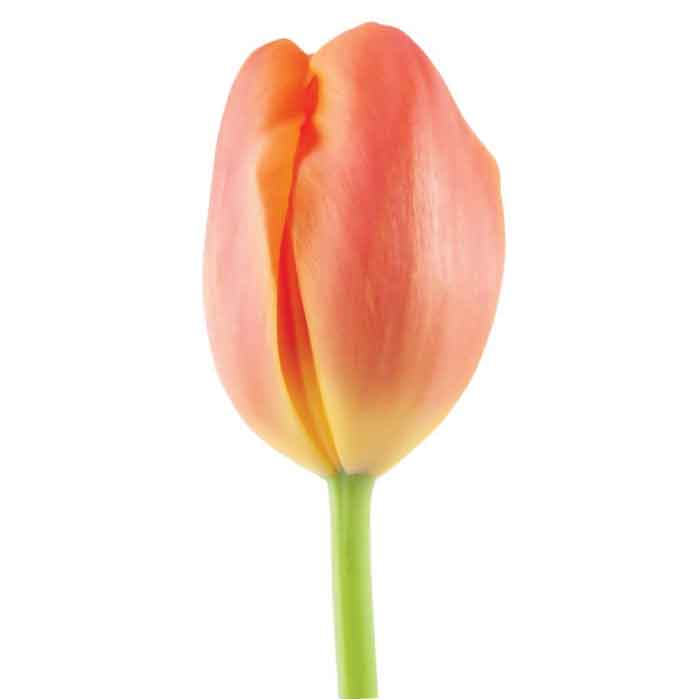 tulip-orange