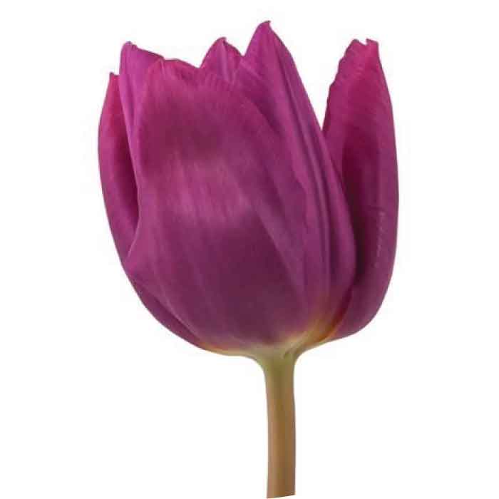 tulip-purple