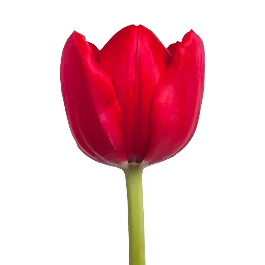 tulip-red