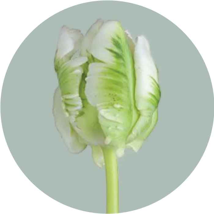 tulip-white-parrot