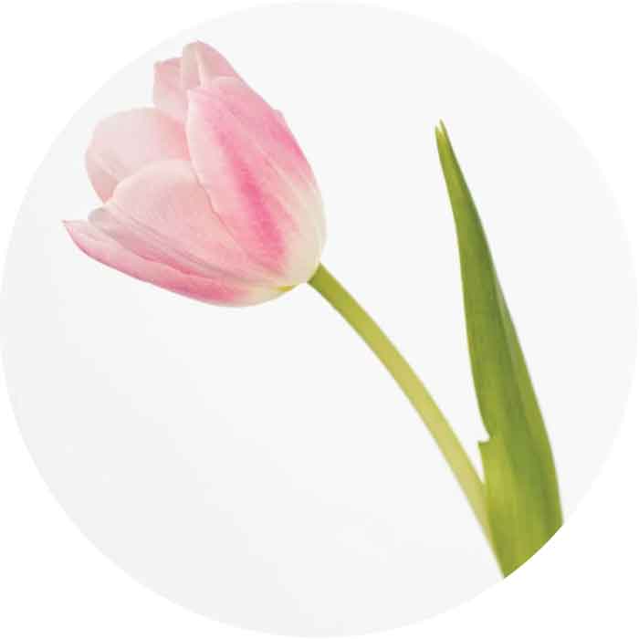 tulip-light-pink