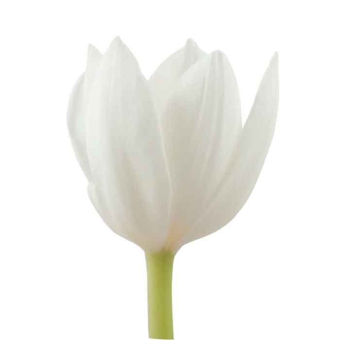 tulip-white