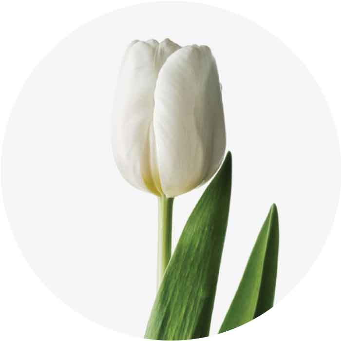 tulip-white