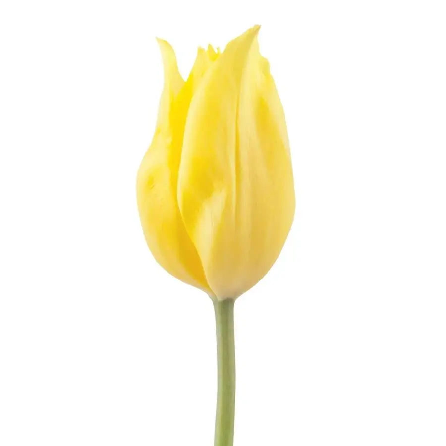 tulip-yellow