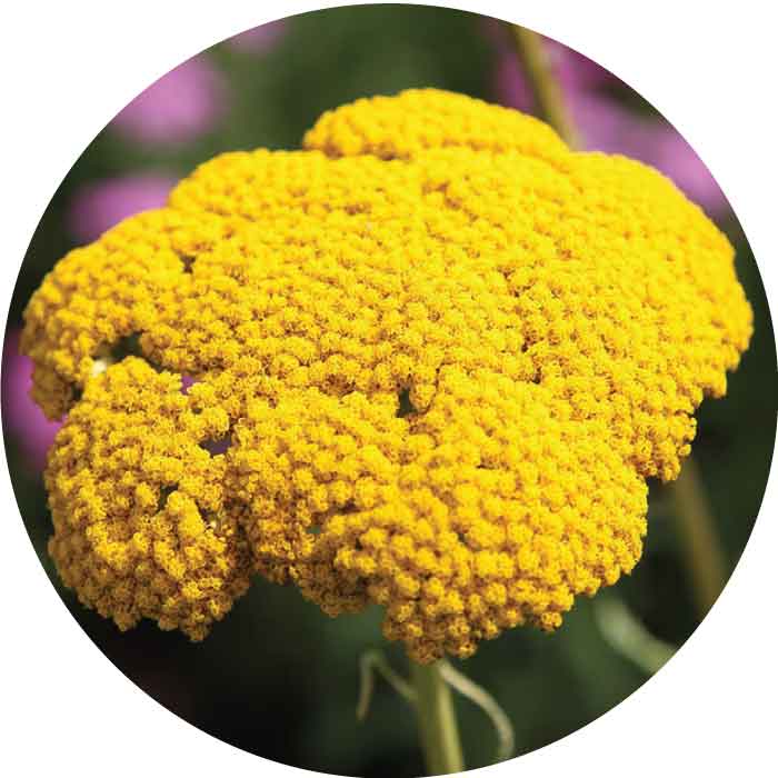 spx-yellow-yarrow