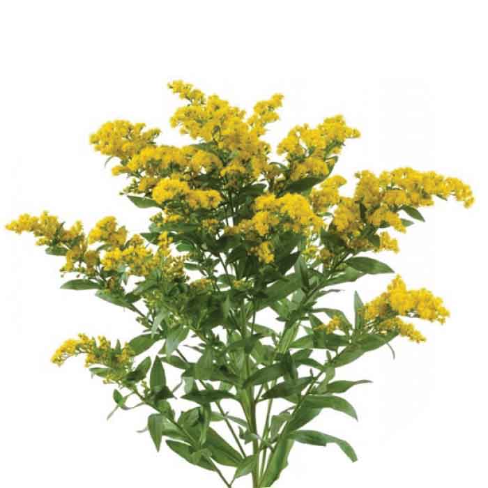 Solidago Carnival Gold - Solefarms