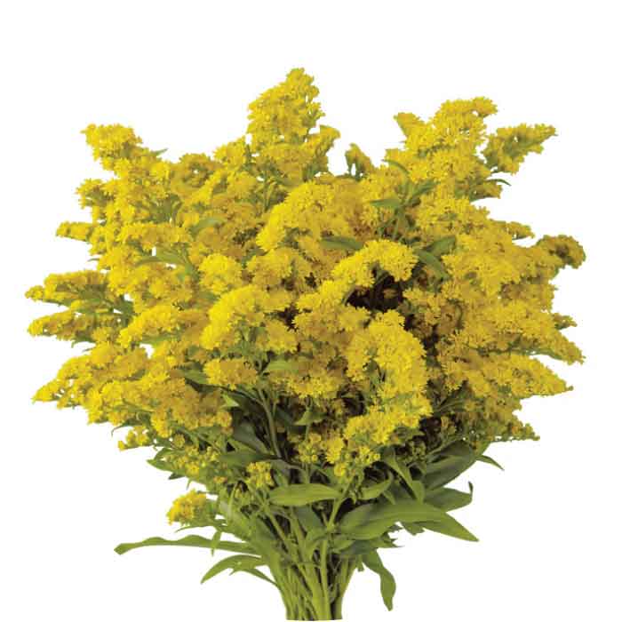 solidago-golden-glory