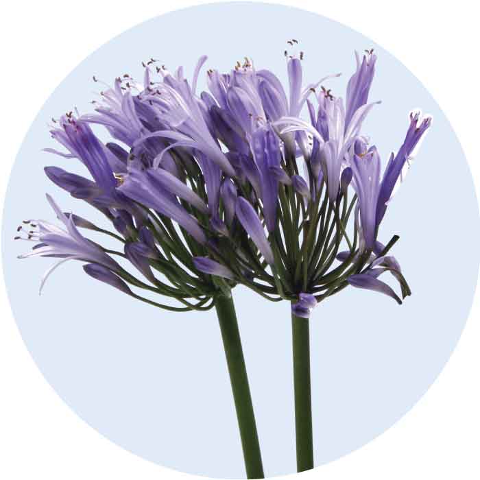 agapanthus