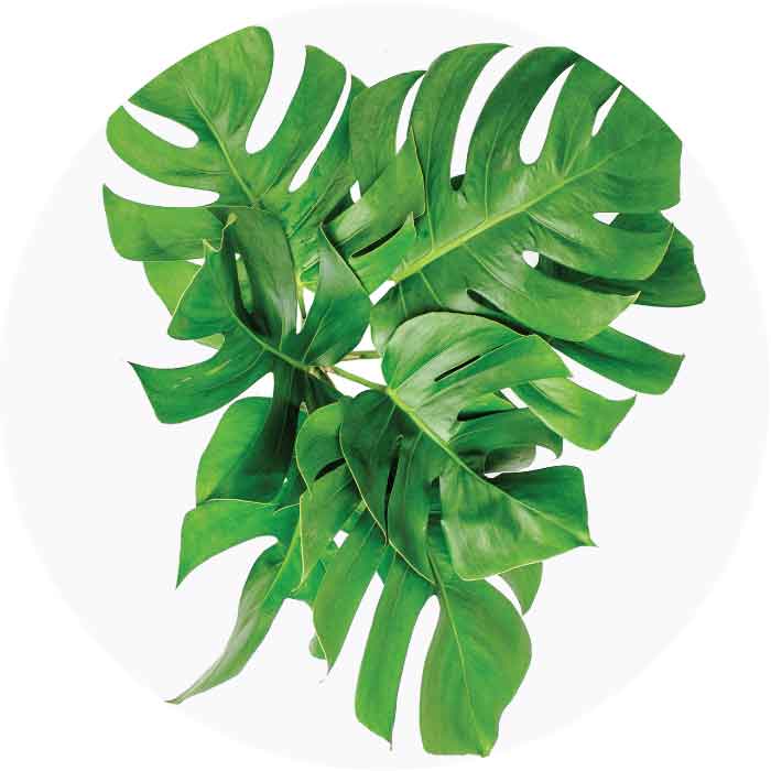 monstera-leaves