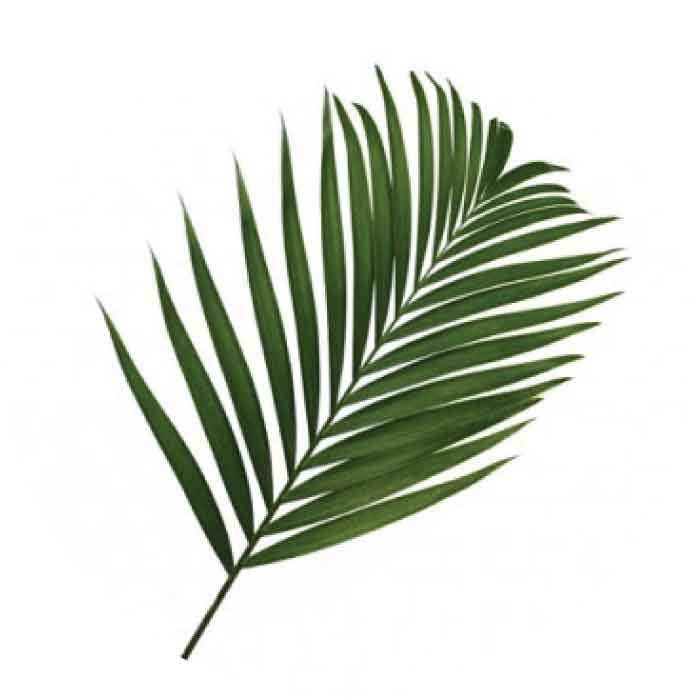 palm-cataractarum