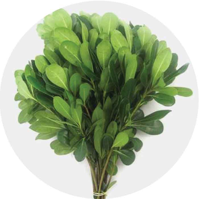 pittosporum-green